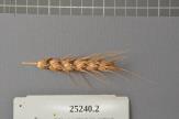 Click for 1 image(s) for this accession. Spike